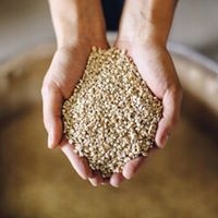 Kasza jęczmienna Wiejska 5kg(gruba)Młyn Rzepiennik