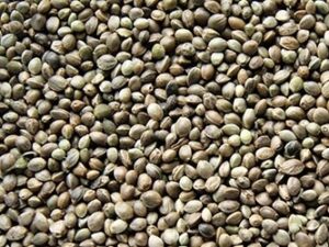 Konopia zanęta dla ryb karma dla ptaków 1kg