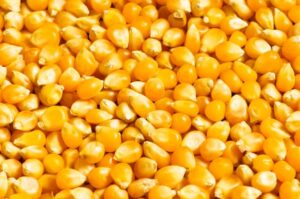 Kukurydza na pasze zanętę całe ziarno 25kg