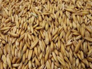 Owies karma dla drobiu królików koni 20kg