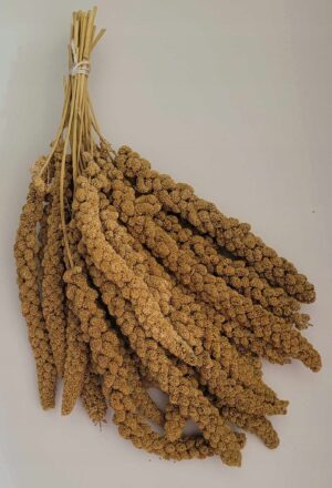 Proso senegalskie białe w kłosie 1kg