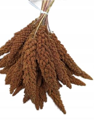 Proso senegalskie czerwone w kłosach 1kg