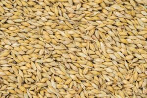 Karma Jęczmień pasza całe ziarno karma dla kur gołębi koni cieląt 25 kg